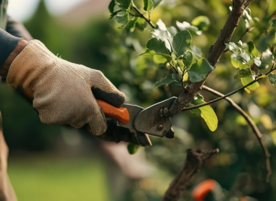 Combien coûte un élagage d’arbre à Charvieu-Chavagneux ?