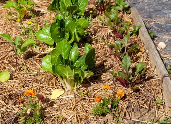 Arrosage et paillage en été : protéger son jardin de la sécheresse à Charvieu-Chavagneux